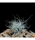 Tillandsia chusgonensis