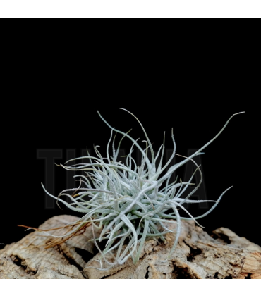 Tillandsia chusgonensis