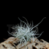 Tillandsia chusgonensis