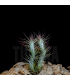 Tillandsia funckiana