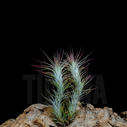 Tillandsia toropiensis