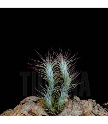 Tillandsia funckiana
