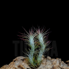 Tillandsia funckiana
