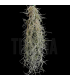 Tillandsia usneoides (white, thick form)