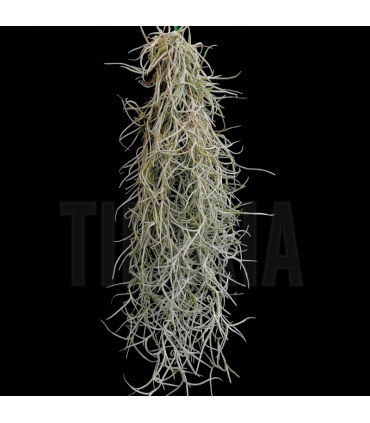 Tillandsia usneoides (white, thick form)