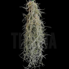 Tillandsia usneoides (white, thick form)