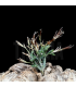 Tillandsia tricholepis f. III