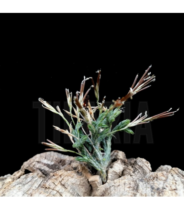 Tillandsia tricholepis f. III