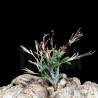Tillandsia tricholepis f. III