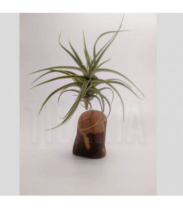 Peana en madera de madroño