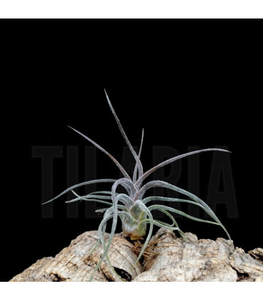 Tillandsia pruinosa
