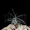 Tillandsia pruinosa