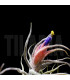 Tillandsia pruinosa