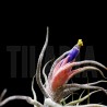 Tillandsia pruinosa