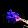 Tillandsia aeranthos x bergeri