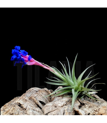 Tillandsia aeranthos x bergeri