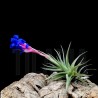Tillandsia aeranthos x bergeri