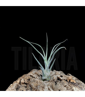 Tillandsia pruinosa 'colombia'