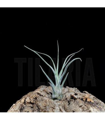 Tillandsia pruinosa 'colombia'
