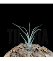 Tillandsia pruinosa 'colombia'