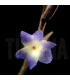 Tillandsia caerulea x straminea M