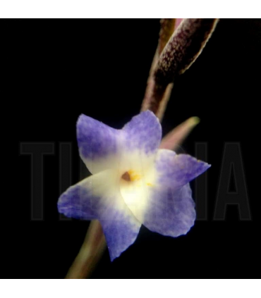 Tillandsia caerulea x straminea M