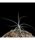 Tillandsia caerulea x straminea M
