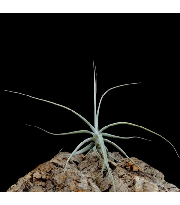 Tillandsia caerulea x straminea M