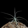 Tillandsia caerulea x straminea M