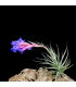 Tillandsia bergeri x tenuifolia