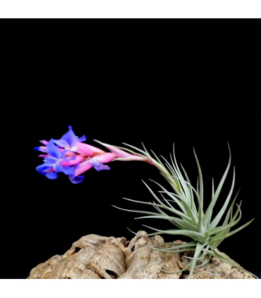 Tillandsia bergeri x tenuifolia