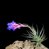 Tillandsia bergeri x tenuifolia