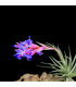 Tillandsia bergeri x tenuifolia