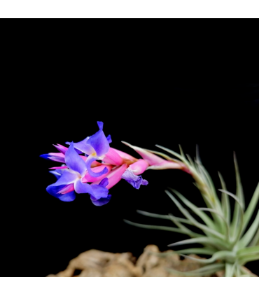Tillandsia bergeri x tenuifolia
