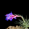 Tillandsia bergeri x tenuifolia