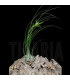 Tillandsia disticha