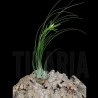 Tillandsia disticha
