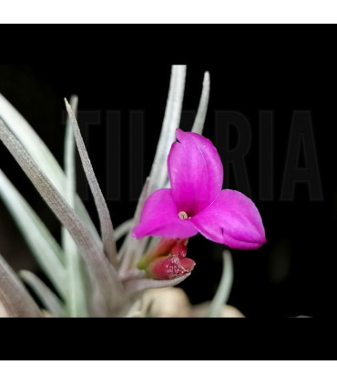 Tillandsia Mystic Burgundy