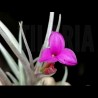 Tillandsia Mystic Burgundy