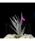 Tillandsia 'Mystic Burgundy'