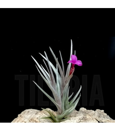 Tillandsia Mystic Burgundy