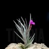 Tillandsia Mystic Burgundy