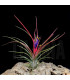Tillandsia ionantha v. ionantha x bulbosa