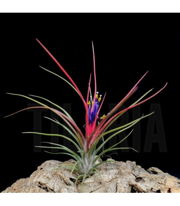 Tillandsia ionantha v. ionantha x bulbosa