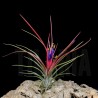 Tillandsia ionantha v. ionantha x bulbosa