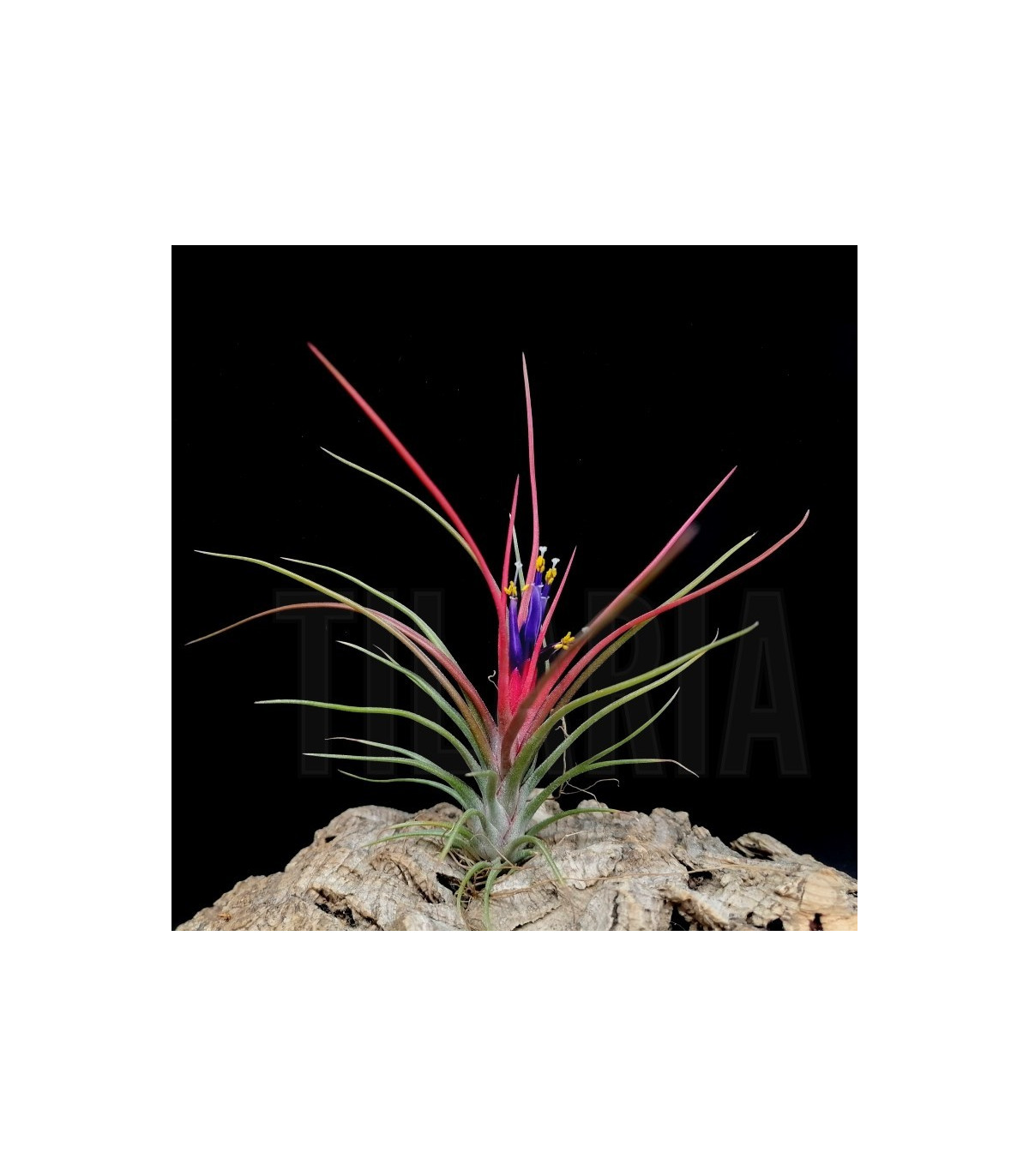 Tillandsia ionantha v. ionantha x bulbosa