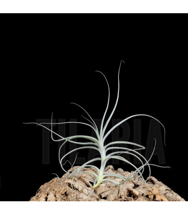 Tillandsia straminea x mallemontii