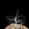 Tillandsia straminea x mallemontii