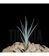 Tillandsia lorentziana (blue flower)
