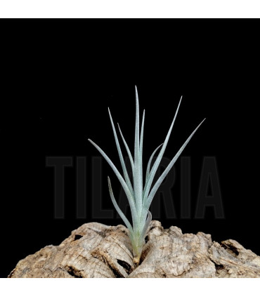 Tillandsia lorentziana (blue flower)